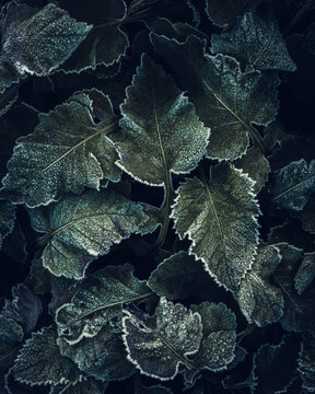 View of dark green leaves covered in white frost and ice crystals on a cold morning in Nowe Gniewniewice, Masovian Voivodeship, Poland.
