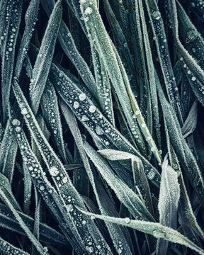 View of frost-covered grass blades with delicate ice crystals and frozen dew drops in a winter field Nowe Gniewniewice, Masovian Voivodeship, Poland.