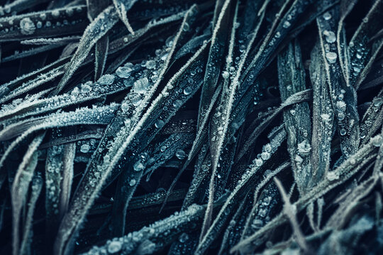 View of frozen grass blades covered in delicate frost crystals and icy water droplets during a cold morning Nowe Gniewniewice, Masovian Voivodeship, Poland.