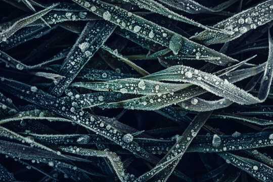 View of frozen grass blades covered in delicate ice crystals and morning frost in Nowe Gniewniewice, Masovian Voivodeship, Poland.