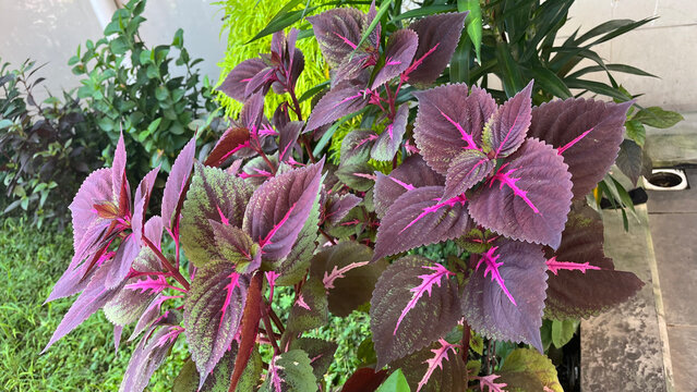 Vibrant Purple and Pink Coleus Leaves in Garden