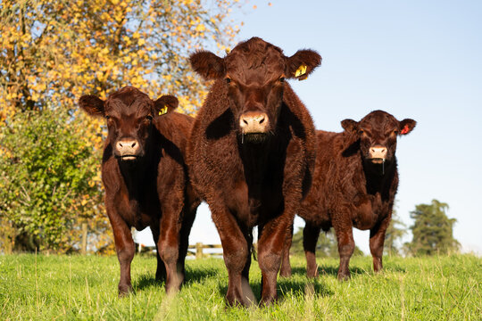 Lincoln Red Cattle Grazing on Green Pasture in Autumn