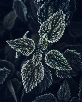 View of nettle leaves covered in white frost and ice crystals on a cold winter morning in Nowe Gniewniewice, Masovian Voivodeship, Poland.
