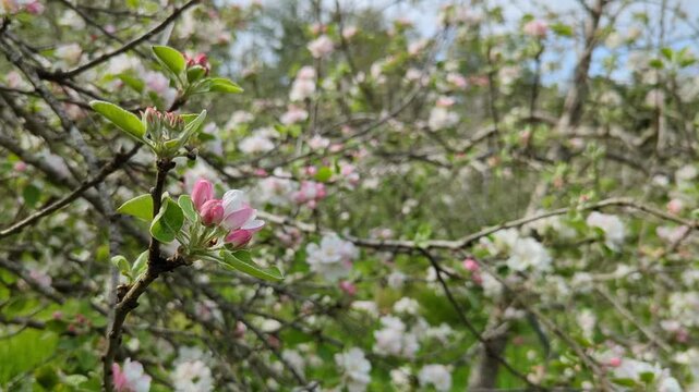 Blooming apple trees in spring time in Nava municipality, Comarca de la Sidra, Asturias, Spain, Europe 