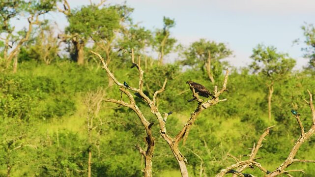Footage of a Crowned Eagle (Stephanoaetus Coronatus) perched on a tree.