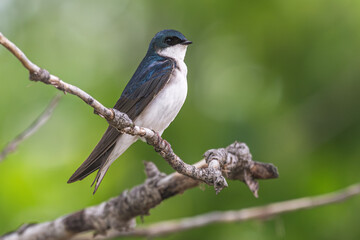 Obraz premium Portrait of a tree swallow perched on a branch.