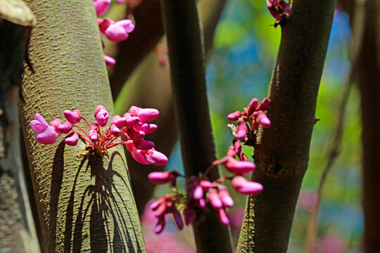 common judas tree
