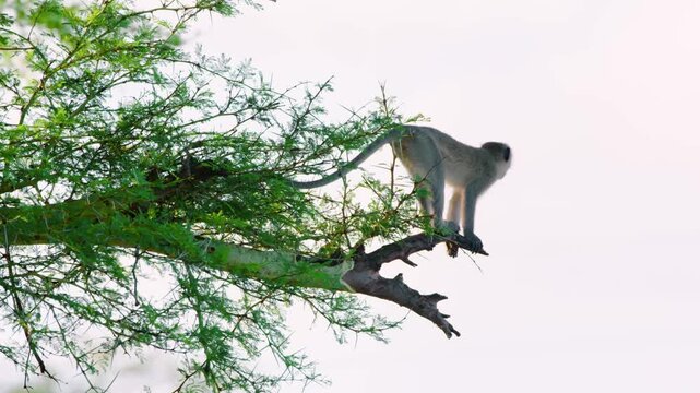 Footage of a vervet monkey (Chlorocebus pygerythrus) standing on a high tree branch in south africa.