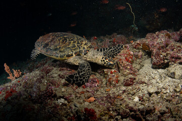 Obraz premium Hawksbill sea turtle foraging over vibrant coral reef in Maldives clear blue water