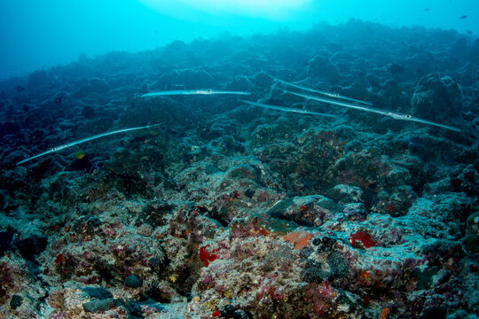 School of cornetfish swimming over coral reef slope in Maldives tropical waters