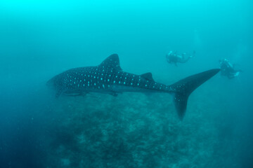 Fototapeta premium Whale shark and scuba diver in blue water over reef Maldives