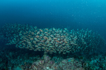 Fototapeta premium Wide Angle Massive School of Humpback Red Snapper in Maldives Reef