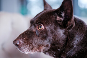 Sharp profile portrait depicting a dark brown dog staring intently forward with bright amber eyes capturing canine loyalty and focused attention indoors perfectly © Buğra Kaan Ersoy