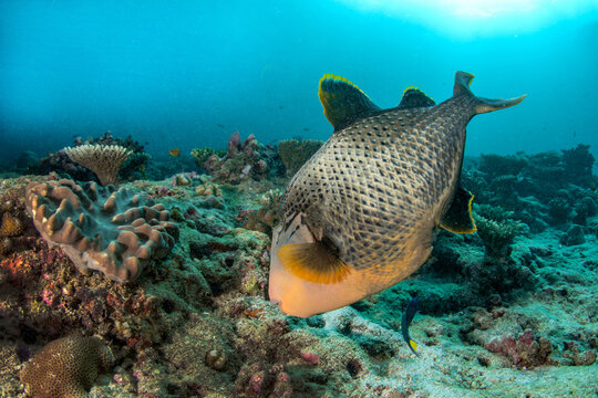 Wide-angle close-up of Yellowmargin triggerfish feeding on coral reef in Maldives 