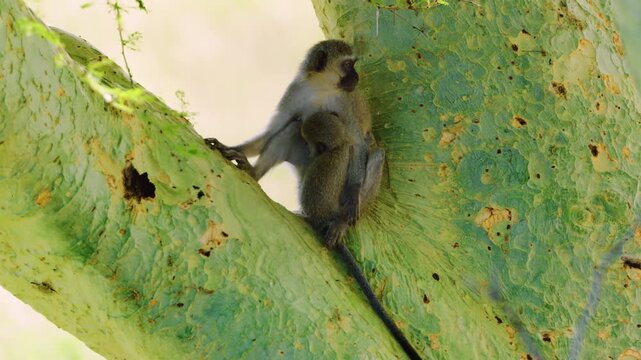Rare footage of a vervet monkey (Chlorocebus pygerythrus) mother breastfeeding her young one in south africa.