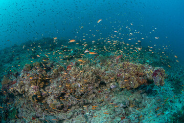 Fototapeta premium Wide Angle Coral Reef Covered in Thousands of Colorful Fish in Maldives