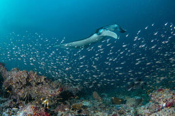Obraz premium Manta ray being cleaned over reef with fish and sunbeams Maldives