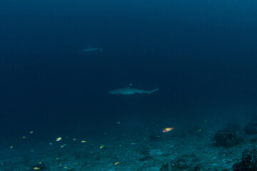 Obraz premium Two whitetip reef sharks swimming in deep blue water near reef drop-off in Maldives