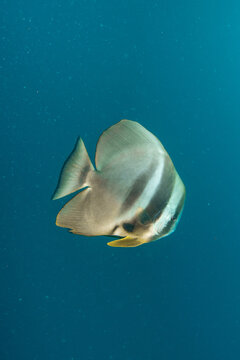 Teira batfish (Platax teira) swimming in clear blue water in Maldives coral reef environment
