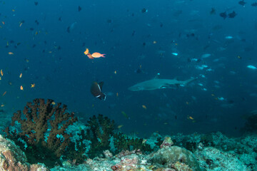Obraz premium Whitetip reef shark swimming close to coral reef drop-off in Maldives deep blue underwater scene