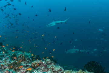 Fototapeta premium Two Whitetip Reef Sharks Patrolling Maldives Reef Drop-Off Slope with Anthias and Red-Toothed Triggerfish in Deep Blue Ocean