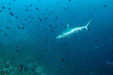 Obraz premium Silvertip shark swimming in deep blue water near coral reef drop-off in Maldives