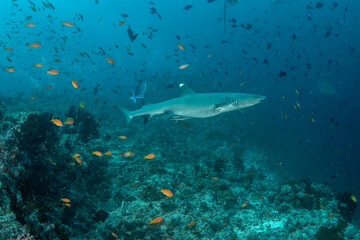 Obraz premium Whitetip reef shark near coral reef drop-off surrounded by thousands of reef fish in Maldives