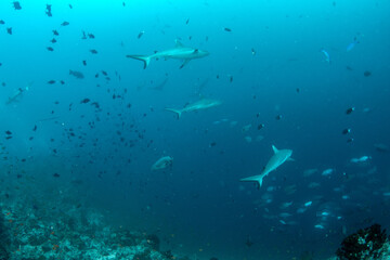 Obraz premium Group of silvertip sharks swimming along reef slope with eagle rays and schooling fish in Maldives