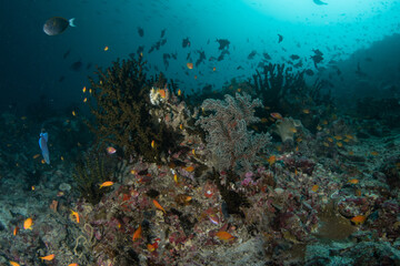 Obraz premium Tropical coral reef in Maldives with green cup coral and abundant reef fish underwater wide angle scene