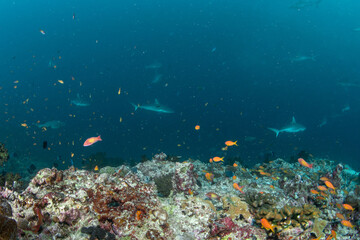 Fototapeta premium Large group of reef sharks cruising above deep reef slope in Maldives blue water