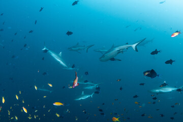 Naklejka premium School of silvertip sharks swimming in deep blue water in Maldives open ocean