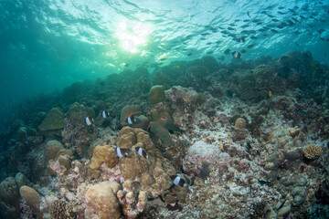 Fototapeta premium Coral wall reef in Maldives with sunset glow and active fish schools
