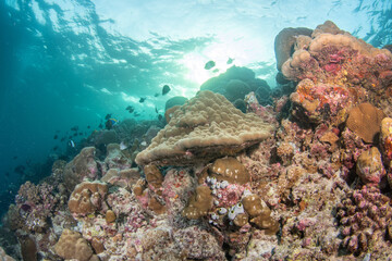 Naklejka premium Sunlit coral reef slope in Maldives with passing fish schools