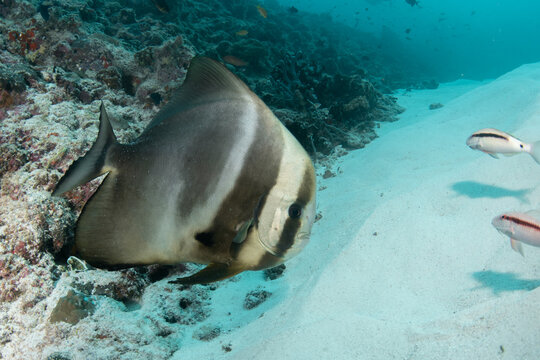 Longfin batfish over reef slope and sandy seabed in Maldives