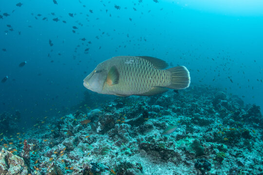 Wide-angle close-up of Napoleon wrasse over tropical coral reef in Maldives