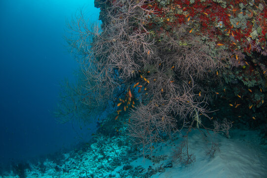 Low side perspective of Kuda Giri shipwreck with large black corals growing from structure in Maldives underwater scene