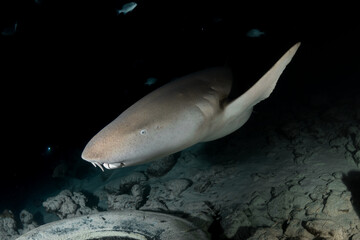 Fototapeta premium Nurse shark portrait side view underwater night dive Maldives cinematic