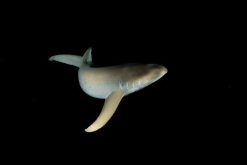 Fototapeta premium Nurse shark turning sharply underwater night dive Maldives dynamic close u
