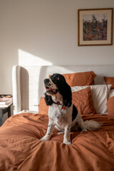 Obraz na płótnie Canvas black and white cocker spaniel sitting happily on a bed