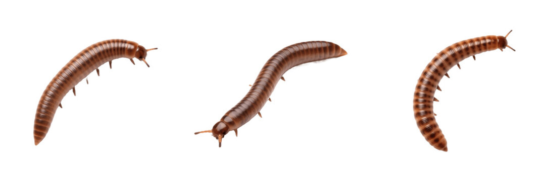 Long Brown Centipede Isolated on White Background Multi-Legged Insect Wildlife Bug Realistic 3D Render High Quality Transparent PNG Graphic Design Element