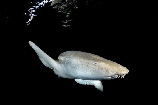 Nurse shark passing just under surface wave light night dive Maldives