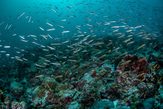 Huge school of goldband fusiliers (Pterocaesio chrysozona) over coral reef, Maldives