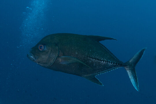 Black jack trevally close-up portrait on coral reef in Maldives