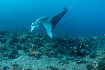 Obraz premium Diver Near Seabed as Manta Ray Passes Overhead in Maldives