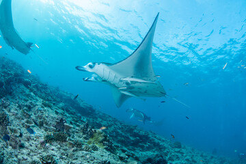 Fototapeta premium Manta rays hovering over reef cleaning station in shallow Maldives waters