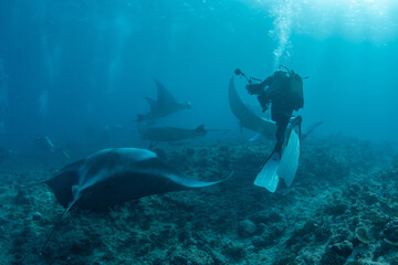 Fototapeta premium Underwater photographer approaching manta ray aggregation in the Maldives