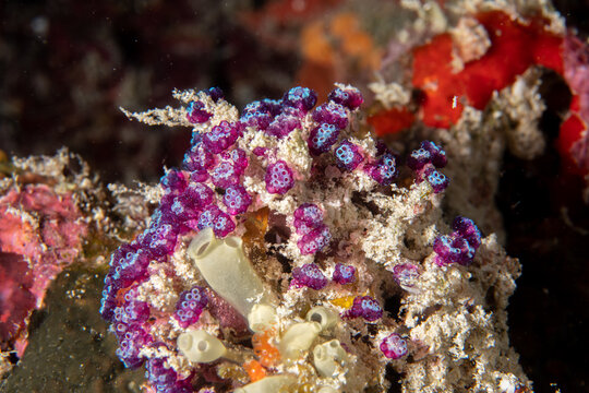 White-spotted sea squirt (Pycnoclavella diminuta) macro close-up on coral reef in Maldives