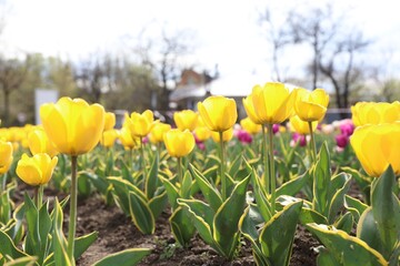 Obraz premium Beautiful yellow tulips growing in park, closeup