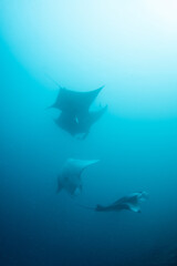 Fototapeta premium Group of Manta Rays Swimming Together in Tropical Maldives Waters