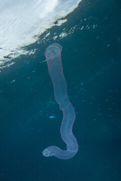 Large Pyrosome tube near ocean surface in the Maldives Indian Ocean
